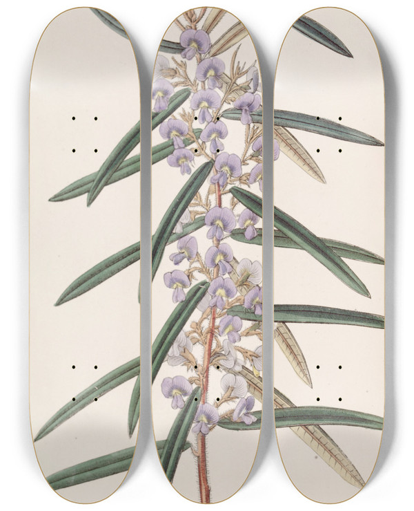 Triptych art skateboard deck of Sydenham Edwards Spikeletted Hovea by Sydenham Edwards (1768-1819)