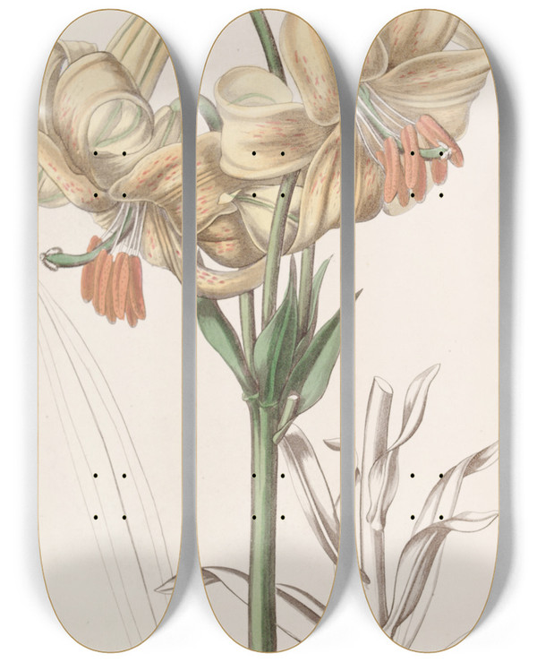 Triptych art skateboard deck of Sydenham Edwards Yellow Japan Lily by Sydenham Edwards (1768-1819)