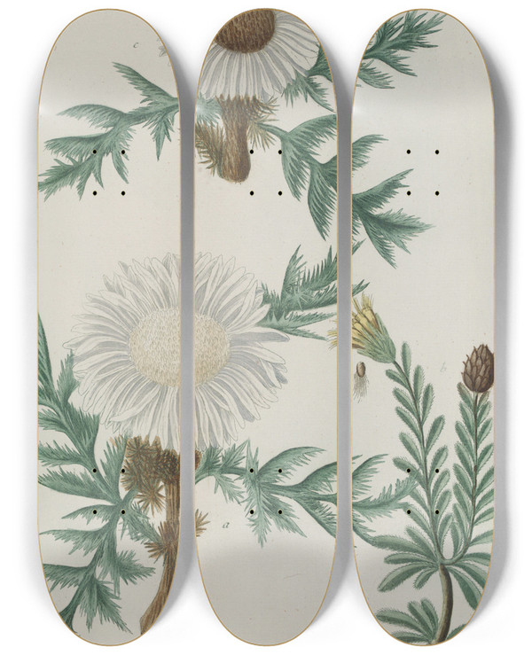 Triptych art skateboard deck of Johann Wilhelm Weinmann Phytanthoza Iconographia Pl041 by Johann Wilhelm Weinmann (1683-1741)