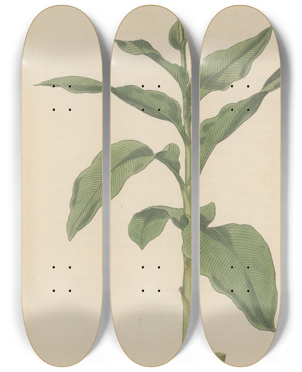 Triptych art skateboard deck of William Jackson Hooker Canna Gigantea_2 by William Jackson Hooker (1785-1865)
