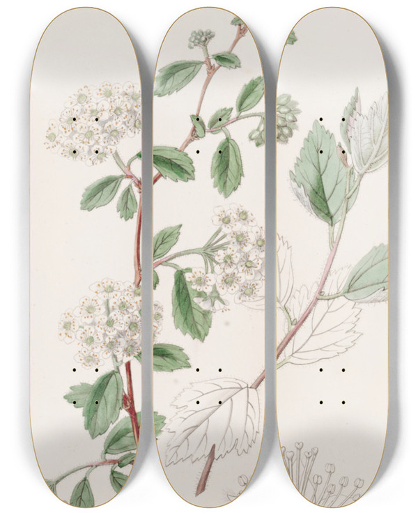 Triptych art skateboard deck of Sydenham Edwards Downy Spiraea by Sydenham Edwards (1768-1819)