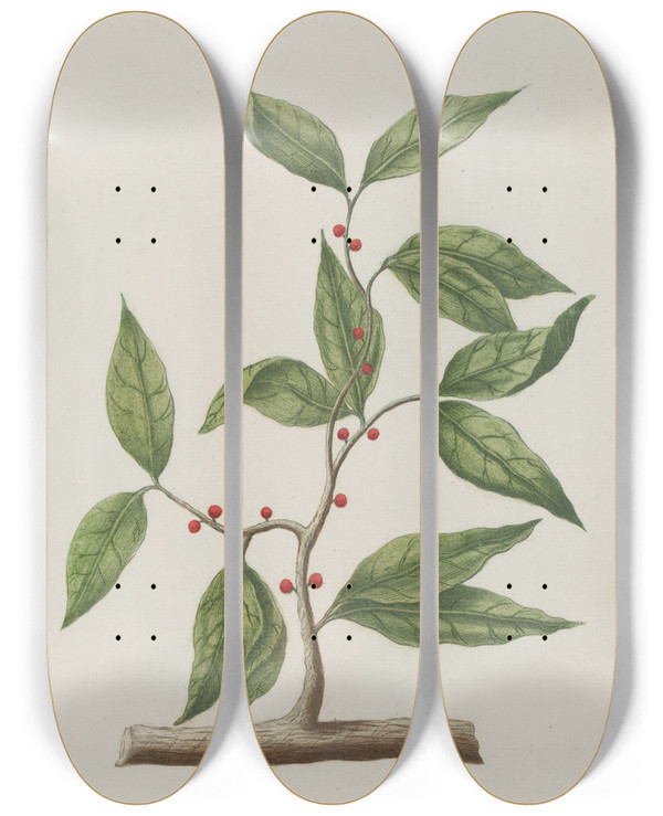 Triptych art skateboard deck of Johann Wilhelm Weinmann Phytanthoza Iconographia Pl025 by Johann Wilhelm Weinmann (1683-1741)