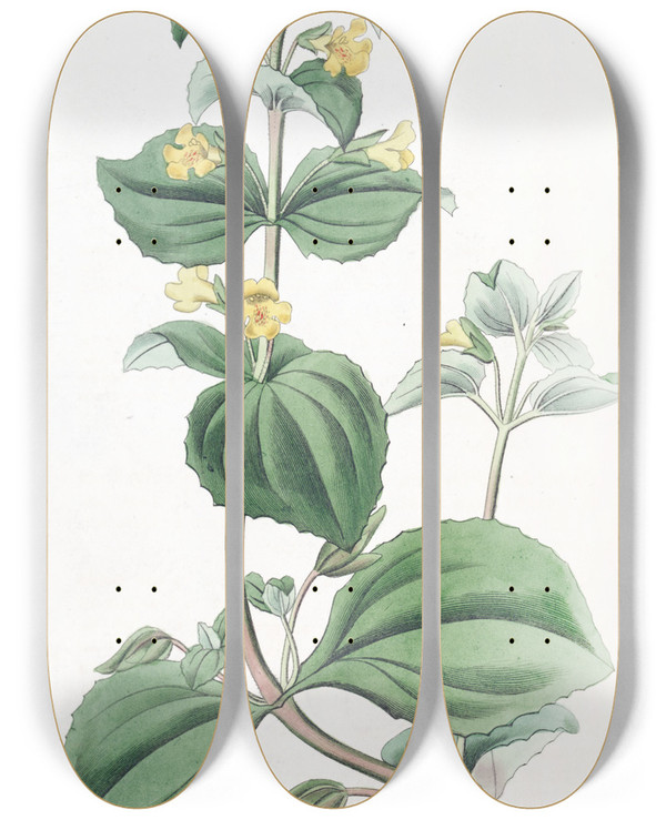 Triptych art skateboard deck of Sydenham Edwards Dwarf Yellow Monkeyflower by Sydenham Edwards (1768-1819)