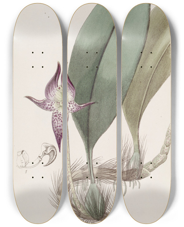 Triptych art skateboard deck of Sydenham Edwards Largeflowered Bolbophyllum by Sydenham Edwards (1768-1819)