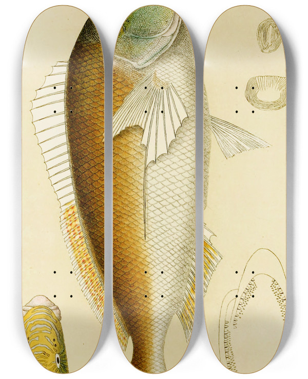 Triptych art skateboard deck of Frederick Mccoy Fishes Vi by Frederick Mccoy (1817-1899)