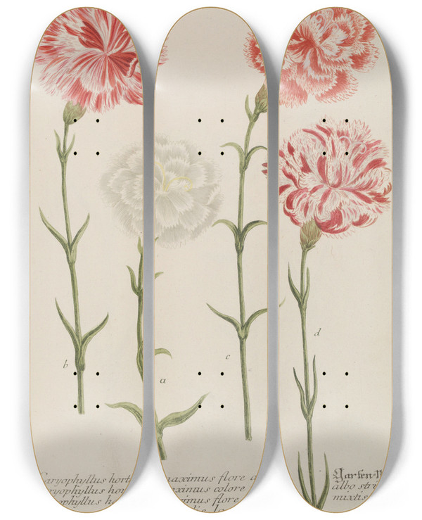 Triptych art skateboard deck of Johann Wilhelm Weinmann Phytanthoza Iconographia Pl055 by Johann Wilhelm Weinmann (1683-1741)