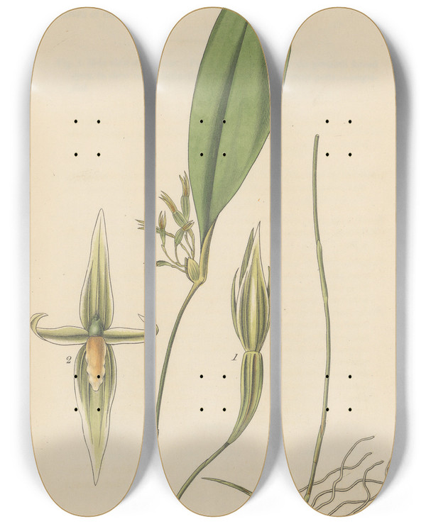 Triptych art skateboard deck of William Jackson Hooker Pleurothallis Ruscifolia by William Jackson Hooker (1785-1865)