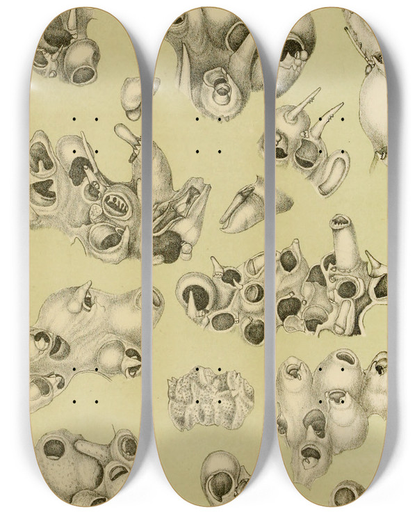 Triptych art skateboard deck of Frederick Mccoy Polyzoa V by Frederick Mccoy (1817-1899)