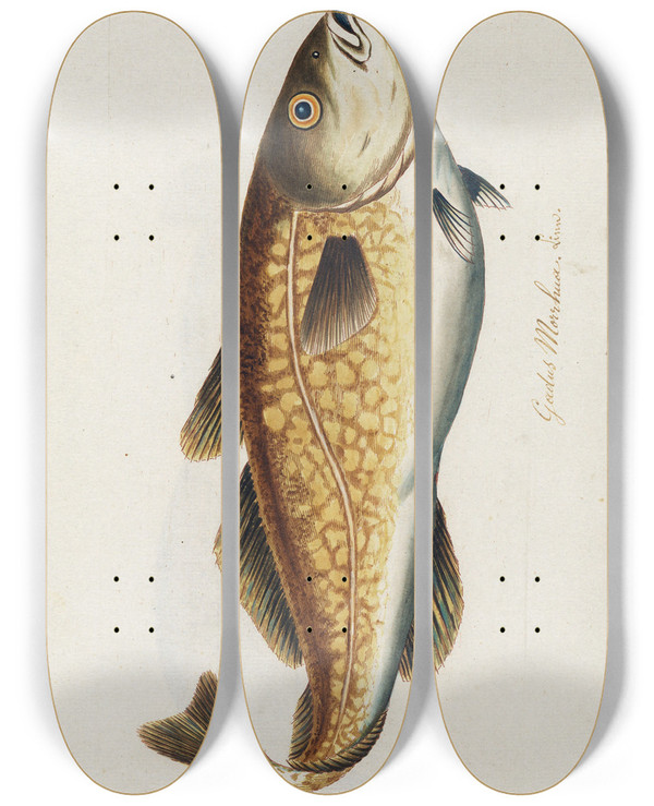 Triptych art skateboard deck of Peder Ascanius Icones Rerum Naturalium Ou Figures Enlumines Dhistoire Naturelle Du Nord Pl27 by Peder Ascanius (1723-1803)