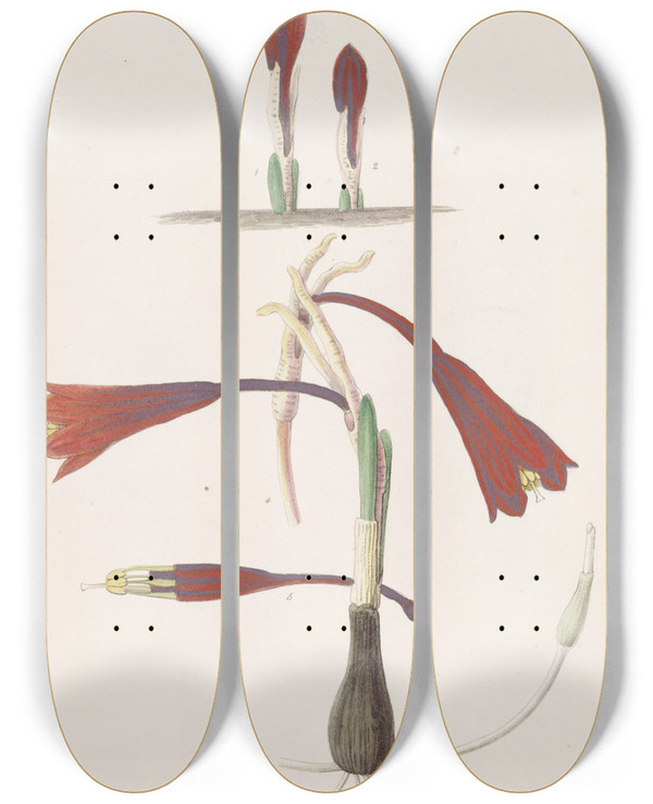 Triptych art skateboard deck of Sydenham Edwards Humble Coburglily by Sydenham Edwards (1768-1819)