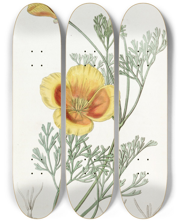 Triptych art skateboard deck of Sydenham Edwards Dwarf Chryseis by Sydenham Edwards (1768-1819)