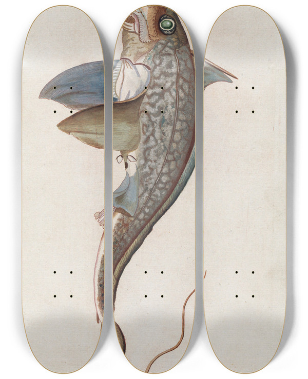 Triptych art skateboard deck of Peder Ascanius Icones Rerum Naturalium Ou Figures Enlumines Dhistoire Naturelle Du Nord Pl15 by Peder Ascanius (1723-1803)