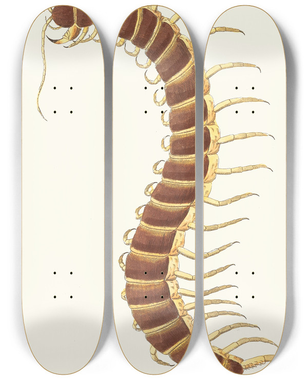 Triptych art skateboard deck of George Shaw Centipede by George Shaw (1751-1813)