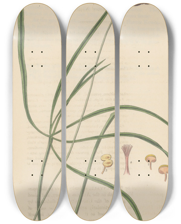 Triptych art skateboard deck of William Jackson Hooker Nuttallia Digitata by William Jackson Hooker (1785-1865)