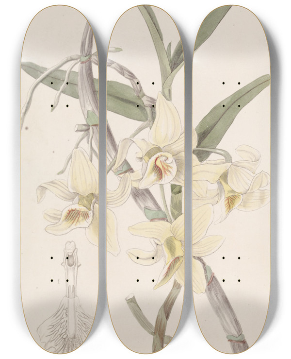 Triptych art skateboard deck of Sydenham Edwards Rhomblipped Dendrobium by Sydenham Edwards (1768-1819)