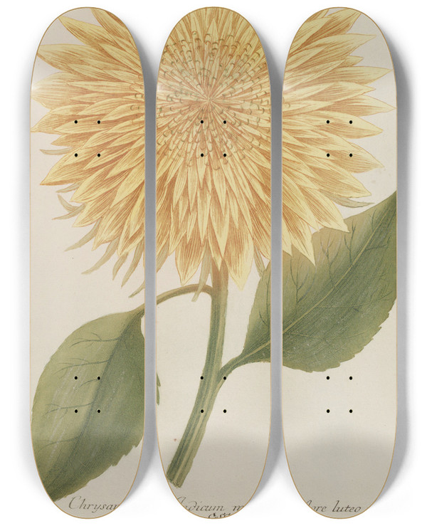 Triptych art skateboard deck of Johann Wilhelm Weinmann Phytanthoza Iconographia Pl095 by Johann Wilhelm Weinmann (1683-1741)