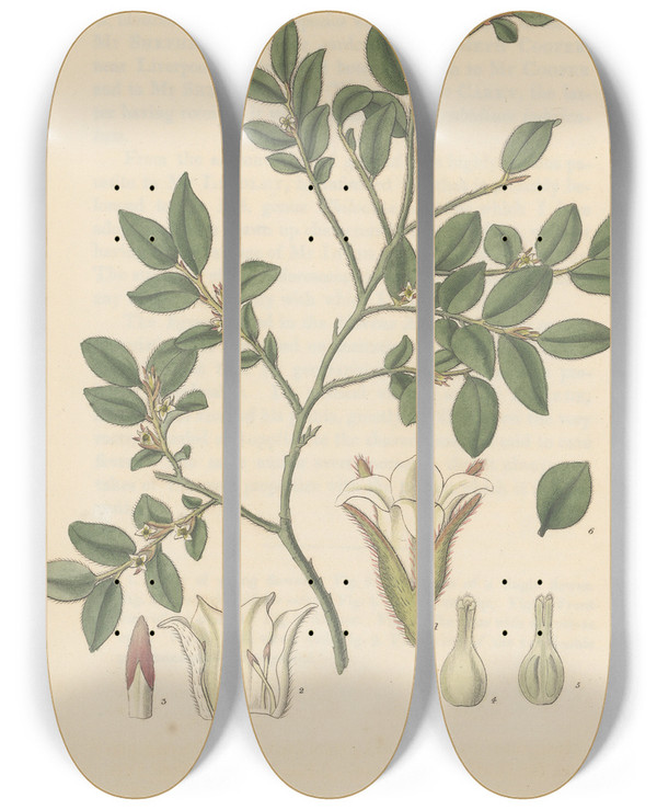 Triptych art skateboard deck of William Jackson Hooker Diospyros Vaccinioides by William Jackson Hooker (1785-1865)