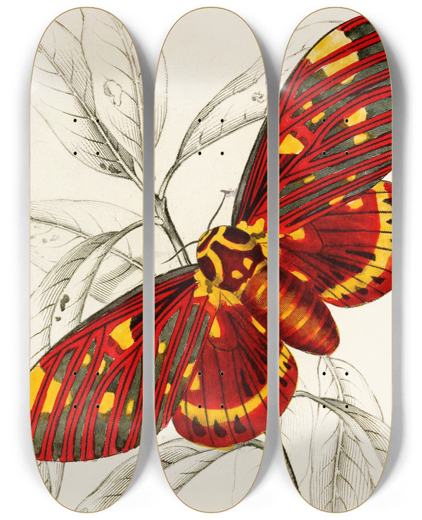 Triptych art skateboard deck of James Duncan Dorycampa Regalis by James Duncan (1806-1881)