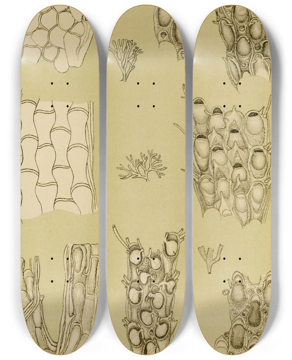 Triptych art skateboard deck of Frederick Mccoy Polyzoa X by Frederick Mccoy (1817-1899)