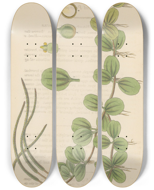 Triptych art skateboard deck of William Jackson Hooker Peperomia Ovalifolis by William Jackson Hooker (1785-1865)