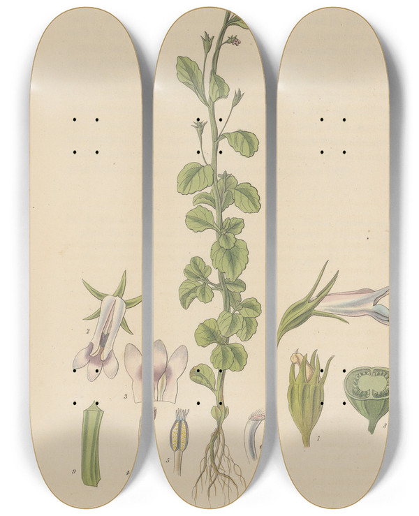Triptych art skateboard deck of William Jackson Hooker Lobelia Micrantha by William Jackson Hooker (1785-1865)
