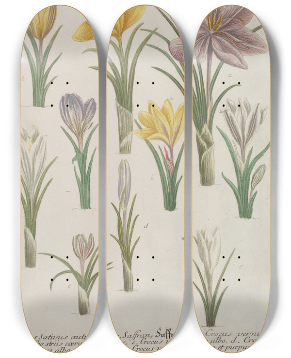 Triptych art skateboard deck of Johann Wilhelm Weinmann Phytanthoza Iconographia Pl161 by Johann Wilhelm Weinmann (1683-1741)