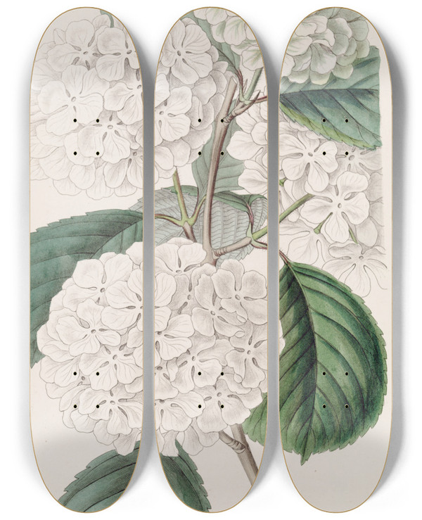 Triptych art skateboard deck of Sydenham Edwards Crimped Gueldres Rose by Sydenham Edwards (1768-1819)