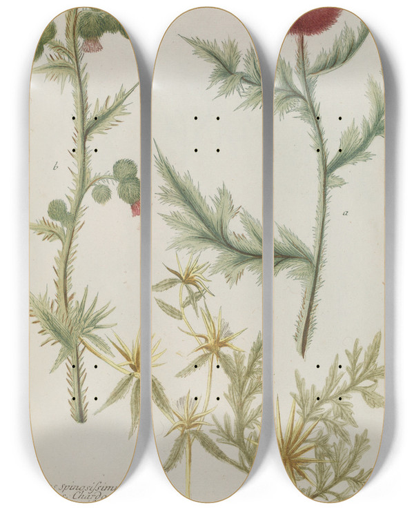 Triptych art skateboard deck of Johann Wilhelm Weinmann Phytanthoza Iconographia Pl039 by Johann Wilhelm Weinmann (1683-1741)