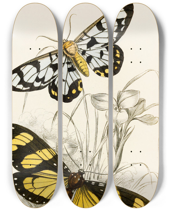 Triptych art skateboard deck of James Duncan Heleona Fenestrata Anthomyza Tiresia by James Duncan (1806-1881)
