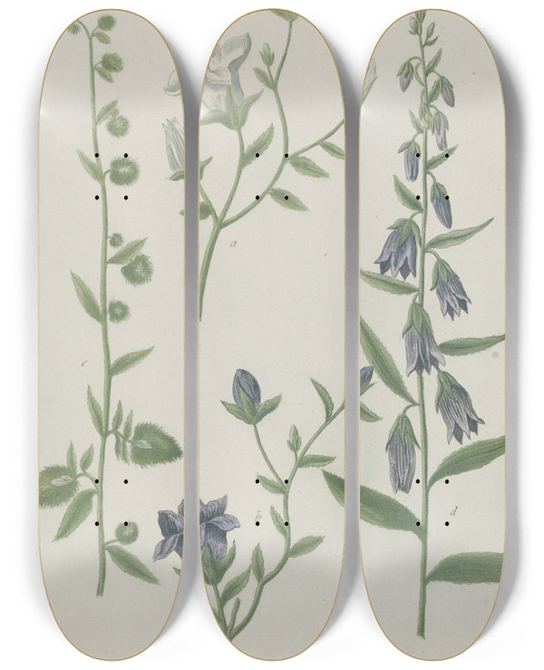 Triptych art skateboard deck of Johann Wilhelm Weinmann Phytanthoza Iconographia Pl015 by Johann Wilhelm Weinmann (1683-1741)