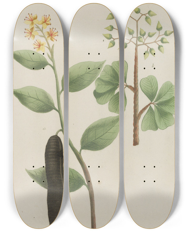 Triptych art skateboard deck of Johann Wilhelm Weinmann Phytanthoza Iconographia Pl064 by Johann Wilhelm Weinmann (1683-1741)