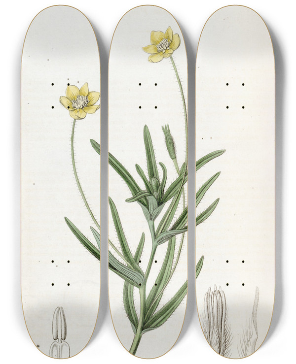 Triptych art skateboard deck of Sydenham Edwards Californian Platystemon by Sydenham Edwards (1768-1819)