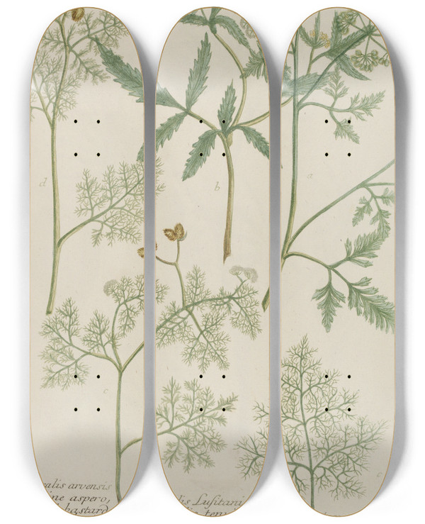 Triptych art skateboard deck of Johann Wilhelm Weinmann Phytanthoza Iconographia Pl068 by Johann Wilhelm Weinmann (1683-1741)