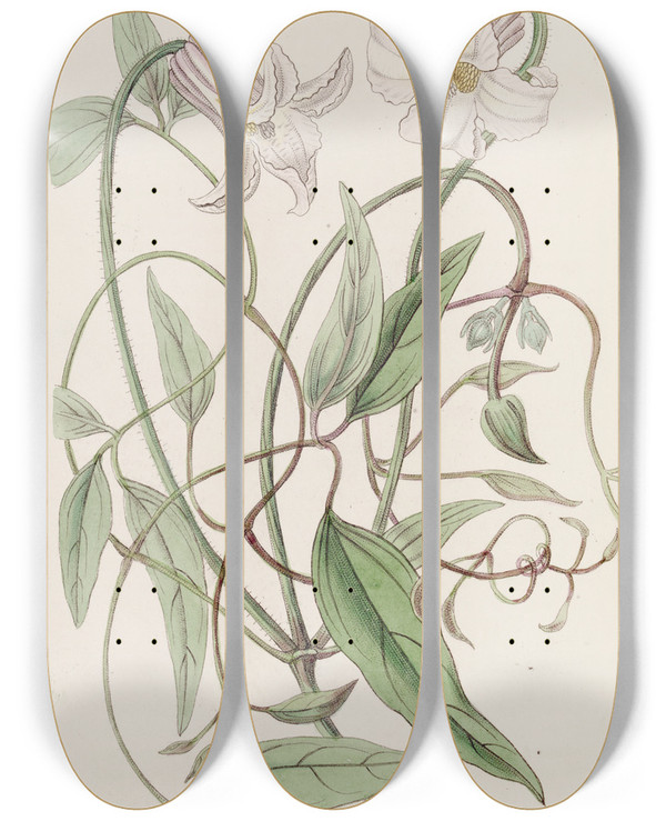 Triptych art skateboard deck of Sydenham Edwards The Crispflowered Clematis by Sydenham Edwards (1768-1819)