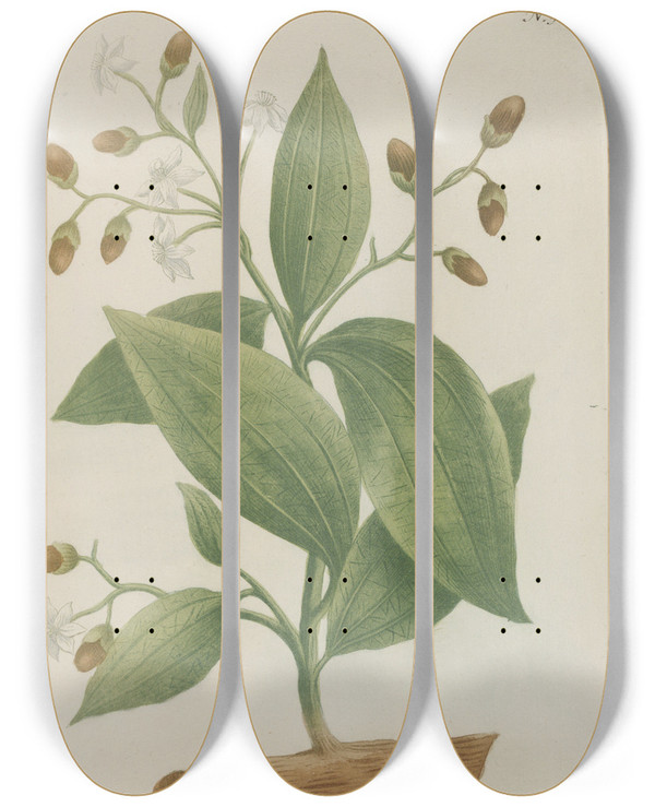 Triptych art skateboard deck of Johann Wilhelm Weinmann Phytanthoza Iconographia Pl108 by Johann Wilhelm Weinmann (1683-1741)