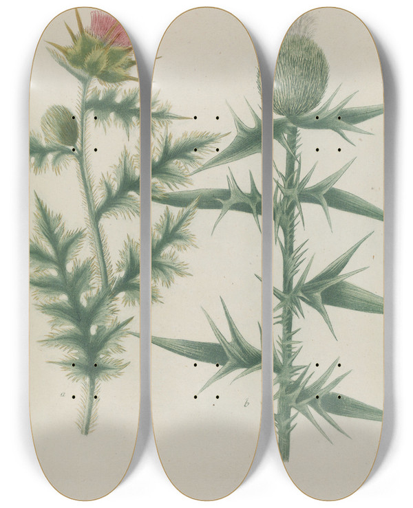 Triptych art skateboard deck of Johann Wilhelm Weinmann Phytanthoza Iconographia Pl033 by Johann Wilhelm Weinmann (1683-1741)