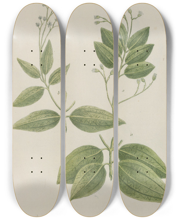 Triptych art skateboard deck of Johann Wilhelm Weinmann Phytanthoza Iconographia Pl109 by Johann Wilhelm Weinmann (1683-1741)