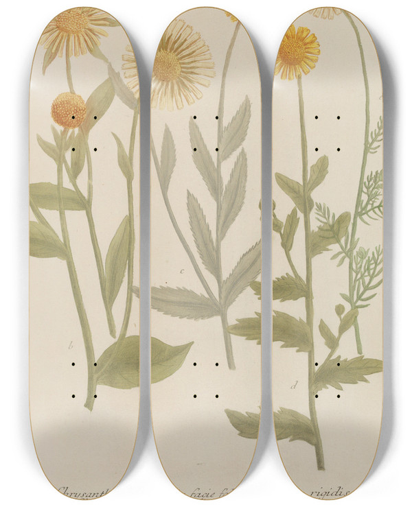 Triptych art skateboard deck of Johann Wilhelm Weinmann Phytanthoza Iconographia Pl100 by Johann Wilhelm Weinmann (1683-1741)