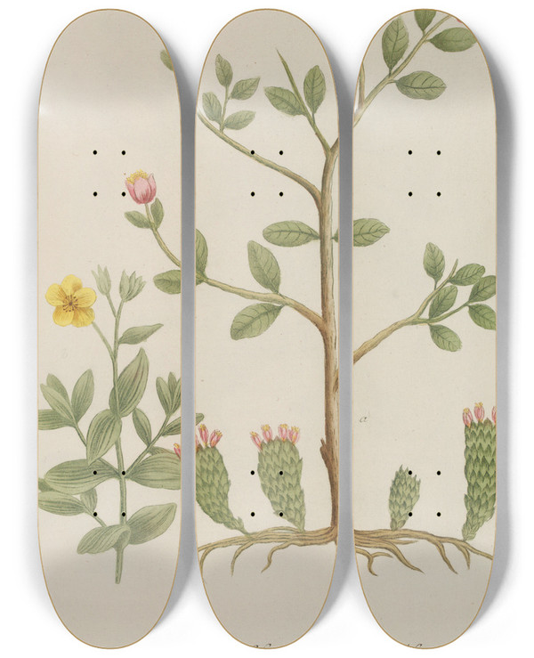 Triptych art skateboard deck of Johann Wilhelm Weinmann Phytanthoza Iconographia Pl114 by Johann Wilhelm Weinmann (1683-1741)