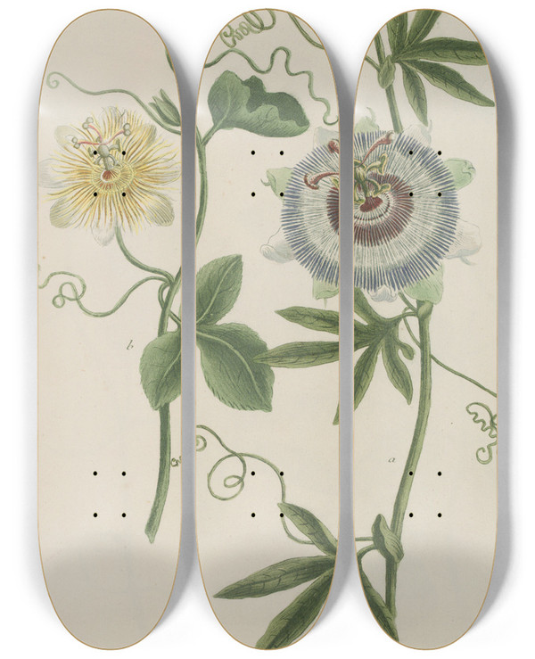 Triptych art skateboard deck of Johann Wilhelm Weinmann Phytanthoza Iconographia Pl119 by Johann Wilhelm Weinmann (1683-1741)