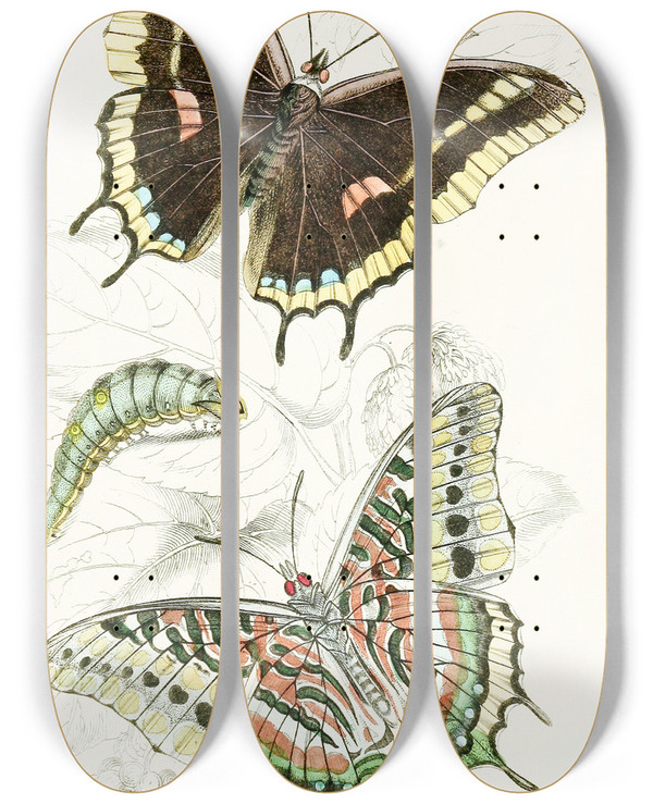 Triptych art skateboard deck of James Duncan Charaxes Jasius by James Duncan (1806-1881)
