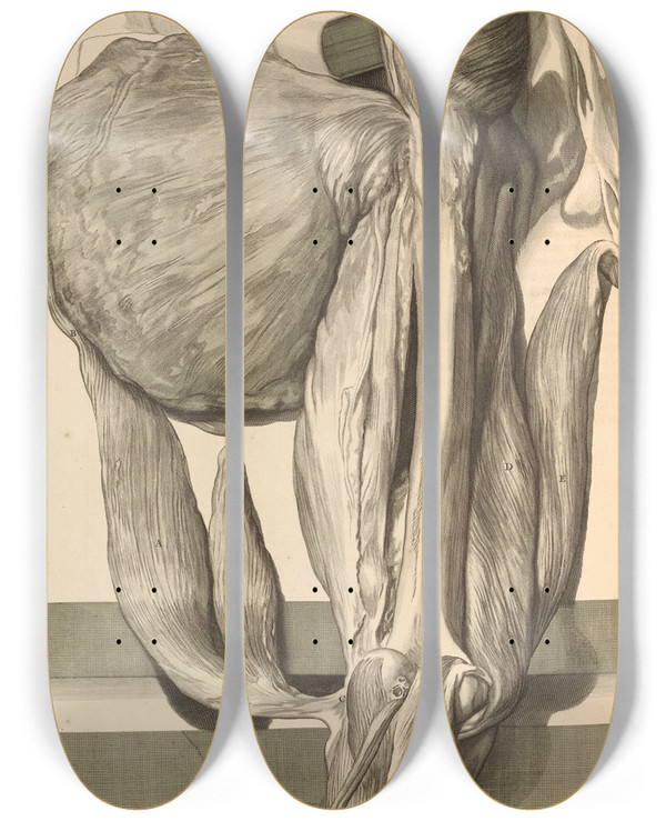 Triptych art skateboard deck of Gerard De Lairesse Anatomia Humani Corporis Pl078 by Gerard de Lairesse (1641-1711)