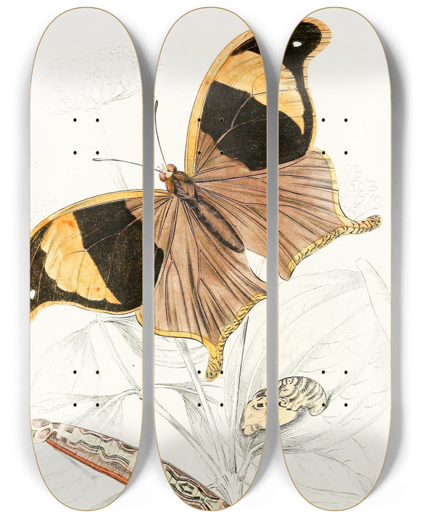 Triptych art skateboard deck of James Duncan Arpidea Chorinaea by James Duncan (1806-1881)