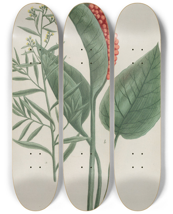 Triptych art skateboard deck of Johann Wilhelm Weinmann Phytanthoza Iconographia Pl194 by Johann Wilhelm Weinmann (1683-1741)