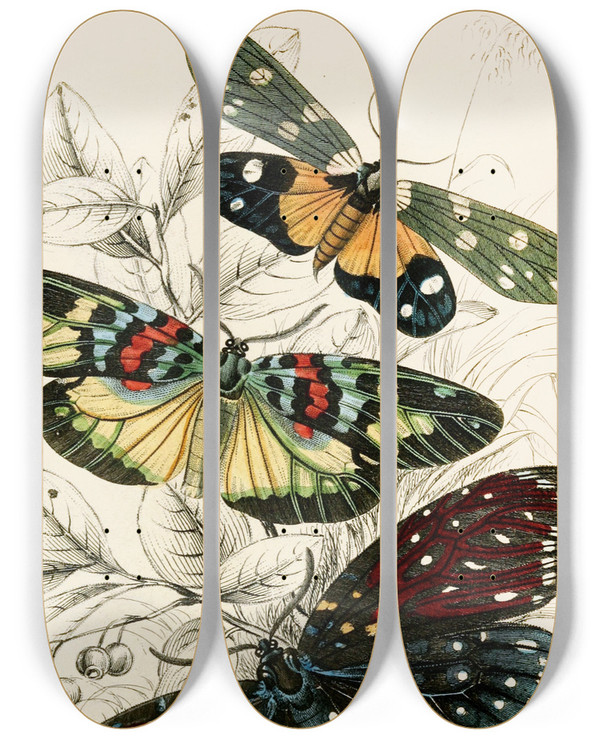 Triptych art skateboard deck of James Duncan Eterusia Tricolor Erasmia Pulchella Amesia Sanguiflua by James Duncan (1806-1881)