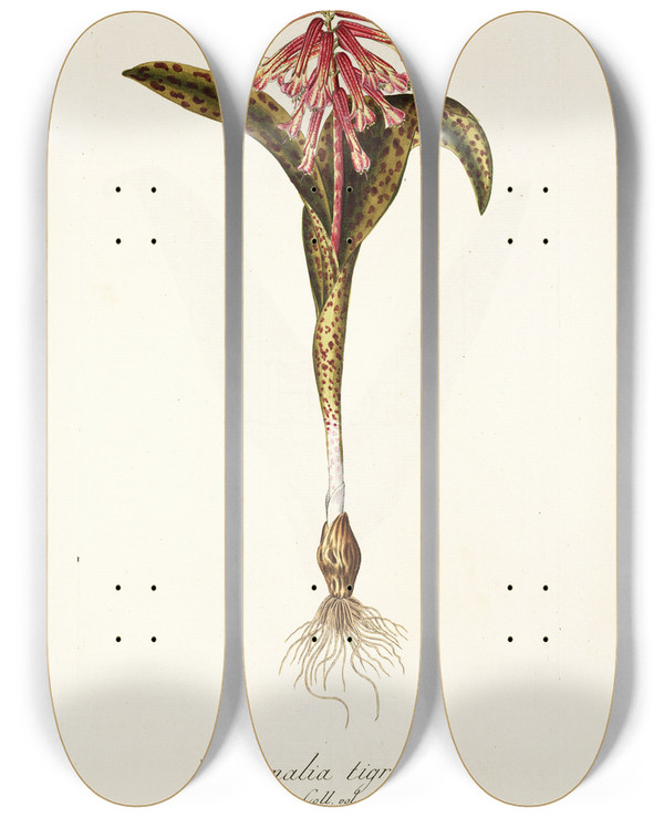 Triptych art skateboard deck of Nikolaus Joseph Freiherr Von Jacquin Lachenalia Tigrina by Nikolaus Joseph Freiherr Von Jacquin (1727-1817)