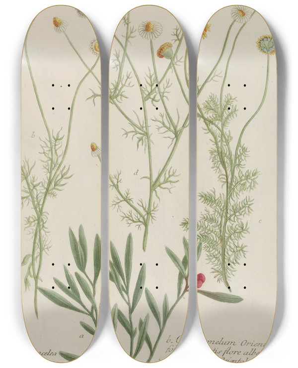 Triptych art skateboard deck of Johann Wilhelm Weinmann Phytanthoza Iconographia Pl085 by Johann Wilhelm Weinmann (1683-1741)