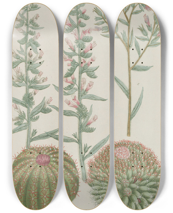 Triptych art skateboard deck of Johann Wilhelm Weinmann Phytanthoza Iconographia Pl197 by Johann Wilhelm Weinmann (1683-1741)