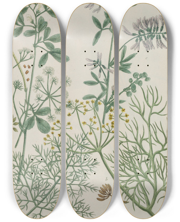 Triptych art skateboard deck of Johann Wilhelm Weinmann Phytanthoza Iconographia Pl236 by Johann Wilhelm Weinmann (1683-1741)