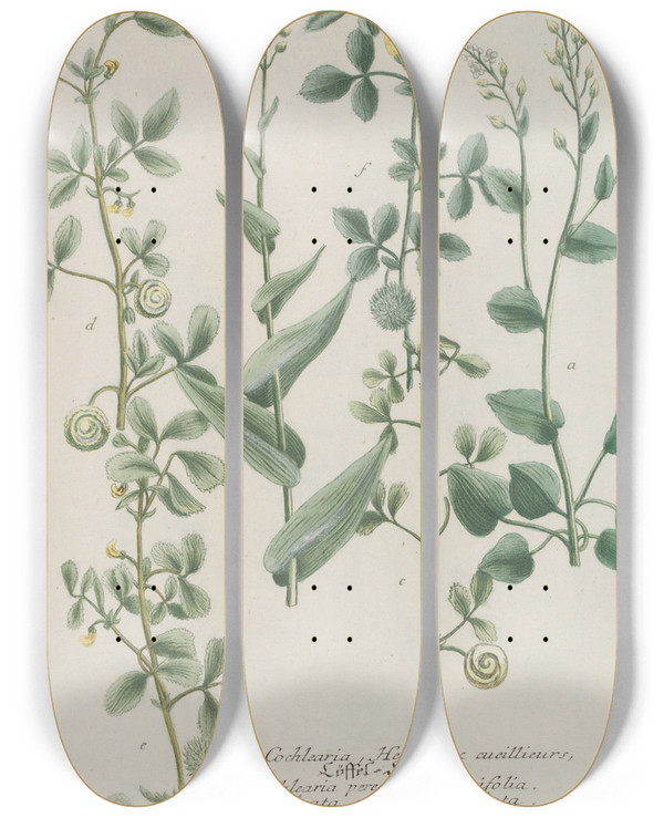 Triptych art skateboard deck of Johann Wilhelm Weinmann Phytanthoza Iconographia Pl124 by Johann Wilhelm Weinmann (1683-1741)